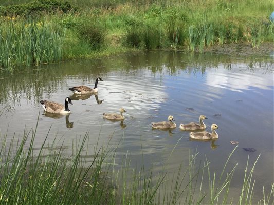 Wild Geese on pond